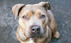 Bailey is located at Manhattan Animal Care and Control. I am not affiliated with them. For more info about Bailey or to see her current status, copy/paste this link: