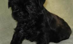 We have one male affenpinscher puppy available. Mother and Father AKC Grand Champions. Sold as pet, ownership would be transferred with limited registration and a no breeding contract.