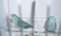 now available are some affordable parrotlets that will make great pet birds. very healthy birds and the would be good pets for kids and adults alike. green parrotlets are 70 each. blue parrotlets are 100 each.