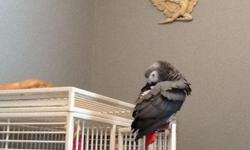 Hi I have for sale a African gray the price is 1100$ cage is free please text me at my cell 1917 597-8733 I live in brooklyn ny thanks