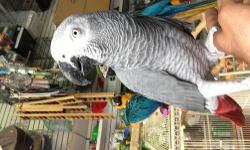 Hi i have beautifull african grey, tame and sweet 1.8 years old, for more info please call or text me at 646-543-6296 thanks