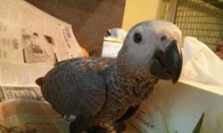 baby african grey 6-8 week old ready to go next week ! 1250$
african grey r Must continue to hand feed so they get ATTACHED to new owners.! they r on hand feeding formula 3 times a day! call me for mor information please at 347-4991072 thank you have a