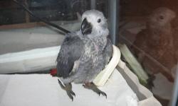 Roxy is a 5 year old Congo Grey, huge vocabulary, maybe 200 things, large Stainless Steel cage Call with questions, very healthy regretfully must sell, The cage alone is worth $1500.
Change in family situation, large bird experience, Please te,, us about