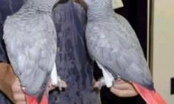 African Grey Female Proven had babies/her mate flew away she is proven and had 12 babies last year, she sits and feeds her babies ! She lost her mate a male when he accidently flew away. I can ship her or you can come pick her up. She is a beautiful congo