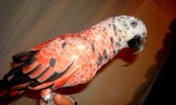 Solid Red African Very Rare Red Factor Mutation Gene, African Grey Tinneh young tame adult for sale, She Talks quite a bit too, is a Pet now but can be a Breeder if paired up with a male she will produce solid Red Babies if bred to the right male, Shes