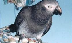Beautiful African Grey Timneh, she is friendly and talks. Coming with cage and her favorite food.
Timneh African Grey Parrots begin to talk at approximately 6 months to a year. It is believed that they talk sooner than Congo African Greys because Timneh