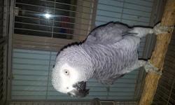 AFRICAN GREYS FOR SALE YOUNG PROVEN PAIRS, WILL HAVE 5 CLUTCHES PER YEAR, GREAT PARENTS WILL SIT AND FEED !! USUALLY HAS 3-5 BABIES IN EVERY CLUTCH !! I WILL SHIP ASAP I HAVE 5 PAIRS FOR SALE, THERE $3,000 EACH JUST DOWN SIZING, WENT BACK TO WORK AND NO