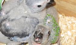 I have African Greys Timneh Babies the price is $925 on 3 feedings a day. Timnehs are a few inches smaller than a Congo with a maroon tail.
If you are interested you can contact me:
call/text 347-231-3031
T r o p i c a L B i r d i e s @ L i v e. c o m