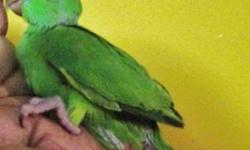 african ring necks bright green babies on two feeding a day $200 one baby available, ((beautiful green bird)) these guys learn to talk...347 351 9697
don't miss out one baby left!!