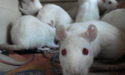 I have african soft furred rat pups for adoption. The will be weaned by next week. They are not very tame and are not recommended for young children. Still young enough to work with them and tame them. Small fee. Would prefer they are not used as snake