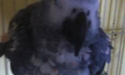 ihave African grey congo red teal , he is good talker , he says hi ,
How are you ? when u go out he said BYE all the time ,
i love you and he give kisses and he dance , he sing , he laugh , talk like human , and like baby , you can touch him BUT you can