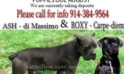 Hi
Carpe-diem Cane Corso is proud to asnnouce we are having a litter between Carpediem Roxy and di- massimo ASH. We are expecting solid Blues,Blacks, and black and blue brindle.
di- massimo ASH - is solid blue and weighs 135 lbs. He stands at 26" at the