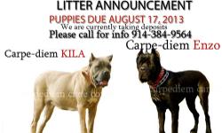 Hi
Carpe-diem Cane Corso is proud to asnnouce we are having a litter between Carpediem Roxy and di- massimo ASH. We are expecting solid Blues,Blacks, and black and blue brindle.
di- massimo ASH - is solid blue and weighs 135 lbs. He stands at 26" at the