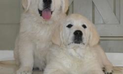 We have two amazing English cream boys available. They come with AKC registration papers. First shots and wormed. We give a 1 year health guarantee and a bag of puppy food. Parents are from Hungarian bloodlines. These are gorgeous dogs. Please call or