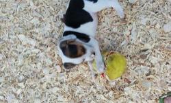 13" beagle puppies
AKC registered
tri-colored
6 males
first shots
ready 9/10/13
$400
(570) 662-5032
(570) 404-2300