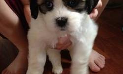 We have 5 adorable AKC Lhasa Apso puppies with papers. We have both parents on premise. Ready 7/19/13. All puppies come with first set of shots. They have all had their dew claws removed. They are being raised in my house with my 5 children so they are