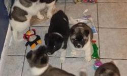 AKITA PUPS 16 WEEKS OLD 2 FEMALES 2 MALES left - $600 BOTH PARENTS ON PREMISIS VET CHECKED PAPER TRAINED CALL CHUCK AT 516-859-5644
This ad was posted with the eBay Classifieds mobile app.