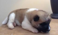We have a litter of Akita puppies! Mom, Luna, and dad, Leo, are both full Akita with champion bloodlines. They have 3 boys and 1 girl left! The benefits of buying from us are: they are around kids growing up, they are living with mom AND dad, and they are