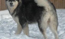 Born January 11, 2013: 5 HUGE Girls available with amazing wooly coats and going to look just like daddy and older brother Woolred (both pictured). Sired by The Arctic Wooly Bully of Legends Giants Mals (one of the largest Alaskan Malamute studs alive