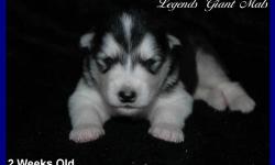 Keelut of Legends Giant Mals and Legends are Made of Flames Great Balls of Fire had 7 incredible babies on 10/25/12. ~~Our breedings are concentrated on health, temperment, and size. The puppies we produce are absolutely HUGE. Check out our previous