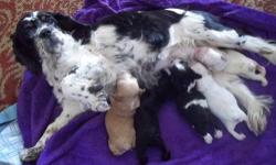AKC American Cocker Spaniels born May 4th, I am a small hubby breeder. Home raised puppies. My two dogs live with me in the house. No kennels. Puppies are born in my living room. All puppies are sold with a Limited Registration. You have seen the news