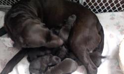 AKC Chocolate American labs Canisteo New York 14823, 4 males left price $600 each . Born Jan 24,2013. Both parents on premises. Our puppies will be vet checked, will have dew claws removed , first set of shots and worming.Our precious babies are born and