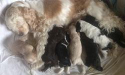 We have 7 puppies for sale check nyccockersplace.webs.com for more info and pictures