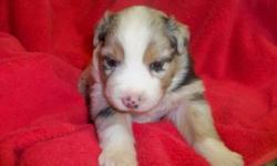 Female Black Tri, Australian Shepherd puppy, AKC and ASCA registered. I have over 30 years of experience breeding quality show dogs and pet companions. All puppies are vaccinated, wormed and come with health guarantee. Parents on premises. Other puppies