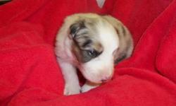 Australian Shepherd puppies, AKC and ASCA registered, males and females, all colors. All puppies are vaccinated, wormed and come with health guarantee. I have over 30 years of experience breeding quality show dogs and pet companions. Parents on premises.