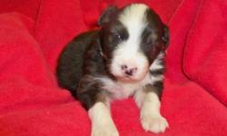 Blue Merle, Male, AKC and ASCA registered Australian Shepherd puppy. I have over 30 years of experience breeding quality show dogs and pet companions. All puppies are vaccinated, wormed and come with health guarantee. Parents on premises. Call for more