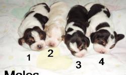 Puppies will be ready August 3rd Taking deposits now Your new puppy will come with limited Akc registration 1st shot and de wormed We have Tri color and dark lemon colors 4 Males and 5 Females Both parents on site Puppies are raised in a family