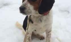 akc BEAGLE. FEMALE. 3 MOS. OLD EXCELLENT. HUNTING. STOCK.
UP-TO-DATE ON ALL SHOTS. $350
PLEASE NO EMAILS - CALL 716-870-7988
