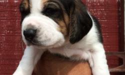 AKC Beagle Pup FEMALE Excellent hunting stock medium fast speed, excellent blood line, ( HUNTER OR PET ) will have first set of puppy shots and dewormed. PLEASE NO EMAILS. call 716-870-7988