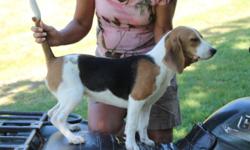 For Sale Whiskey Creeks Tess, AKC, 6 months old, had 2 sets of 5-way vaccines, several dewormings, Beautiful Tri-color. Going to be between 14-15". Breeding Willow Run, Maple Lane, Old Branko, and Patch. Should make a excellent SPO hound. Showing a lot of