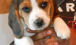 we have a litter of beagles born may 18th they will come with AKC Registration, DewClaws Removed, Will have First Shots and Worming. Also included Starter bag of Food. Raised Underfoot, Well Socialized with other dogs and kids! Parents on Premises.