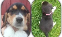 These beautiful beagle puppies are ready for deposits. They will be ready to go home next weekend. They come with AKC registration, They come with vet check, health certificate. First shots and series of de-worming. Their dewclaws have been removed, and
