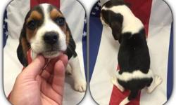 These beautiful beagle puppies are ready to go to their new homes. 13 inch males.They come with AKC registration, They come with vet check, health certificate. First /Second shots and series of de-worming. Their dewclaws have been removed, and they are