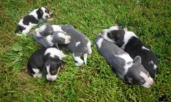 AKC beagle puppies. Excellent hunting lines, both parents are great hunters. Would make for an outstanding gun/field dog or a first class family pet. Both parents are very gentle. Raised with young children. First shots dewormed.
The pups will not be