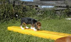 One Male AKC Reg. Beagle pup. Old English Style Tri color Saddle Back.
Sire is 14 in. and Dame is 13 in. Born July 14 2013 . 716-269-2109 Ready for his forever home.