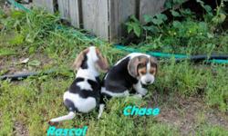 We have 1 male beagle pup available with lots of personality. They were born July 27th. Their parents are Excellent rabbit dogs with good blood lines. They have an amazing sense of smell already and should make Great hunting dogs. They have been handled
