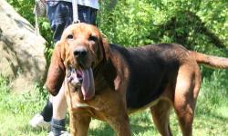 My name is Bella. I am a 2 year old bloodhound searching for my new home. My owner has recently been diagnosed with stage 4 lung cancer.
It is with a heavy heart that I am being found a new home. I am great with kids, love to play, and will be an