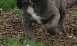 I have a beautiful blue male very little brindle on him , he is possible chocolate carrier. Mom is solid blue dad is blue fawn moms mom is solid chocolate. Lines are bad bull and shark line. He is 5 months old now and awesome personality , very playfully