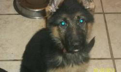 Khan is a beautiful twelve week old black and red German Shepherd pup from German working/show lines. He has a phenomenal temperament, plush coat, and rich, deep color. He will be perfectly suited for an active family looking for a loving companion. Price