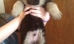 Black and Tan German Shepherd puppies. Ready to go on March 11 th
3 females 3 males
[email removed]