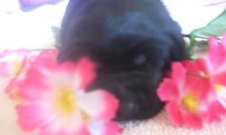 A BEAUTIFUL LITTER OF AKC BLACK LABRADOR RETRIEVER PUPPIES 1 FEMALE AND 2 MALES BORN JULY 29 2014 AND WILL BE READY FOR THEIR NEW HOMES SEPTEMBER 23,2014. FAMILY RAISED IN THE HOUSE WITH CHILDREN WONDERFUL PERSONALITIES. WILL BE VET CHECKED, FIRST SET OF