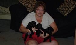 AKC American Black Lab puppies, available October 11th. The puppies will be dewormed, have received their first set of shots and be vet certified by the availability date. The liter has been registered with the AKC. We have four males and four females in