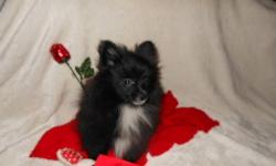 Beautiful little black with white markings Pom. Ready To Go! He is being raised in my home and NOT a kennel. He is very well-socialized and smart too! He will go to his new home with a care package with everything you need to get started. He is AKC