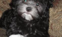 AKC havanese Black/White females. DOB 12/9/14 Very smart and playful and almost forgot very spoiled too. Potty trained to go outside being the weather is starting to get a little better. They love to be outside and are a very hardy breed. There dew claws