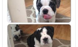 I have a 9 week old AKC puppy looking for a PET home only. He is a blue english bulldog puppy that is looking for his forever home , he is current on all his vaccinations,worming, and has a clean bill of health :) please call for more info. 714-363-2367.