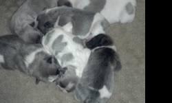 I have a beautiful litter of Blue French Bulldog puppies. All puppies are AKC registered and will come UTD on shots and wormings. These babies will be well socialized as they are handled and loved and cuddled on a daily basis. They are raised bedside and
